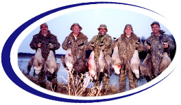 goose, geese, snow goose, Michigan, Missouri